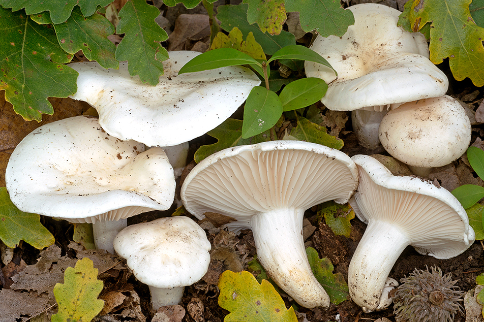Hygrophorus penarius
