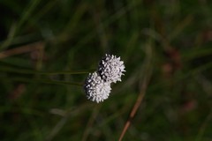 Eriocaulon dregei