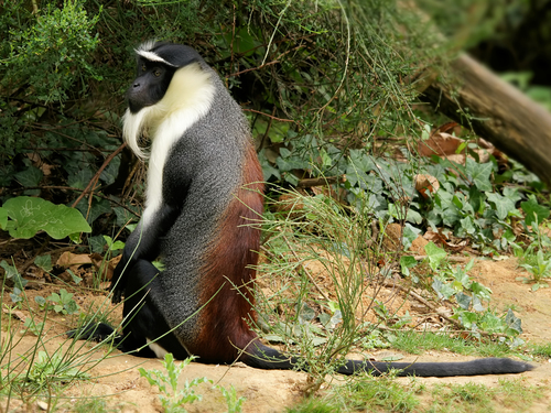 Roloway guenon (Cercopithecus roloway) — Critically Endangered Mammalia