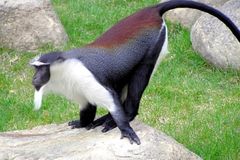 Roloway Monkey photo 1