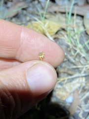 Rorippa laciniata