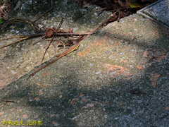 Takydromus viridipunctatus