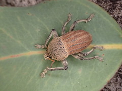 Psapharus ruficornis