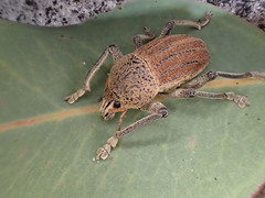 Psapharus ruficornis