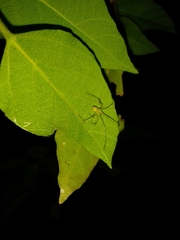 Thwaitesia nigronodosa