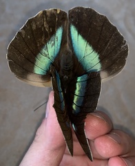Archaeoprepona demophon