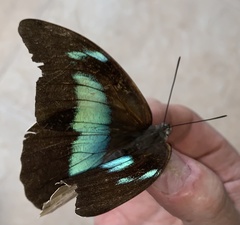 Archaeoprepona demophon