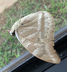 Archaeoprepona demophon