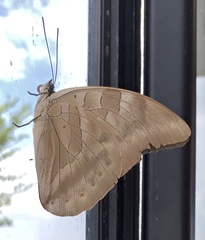 Archaeoprepona demophon