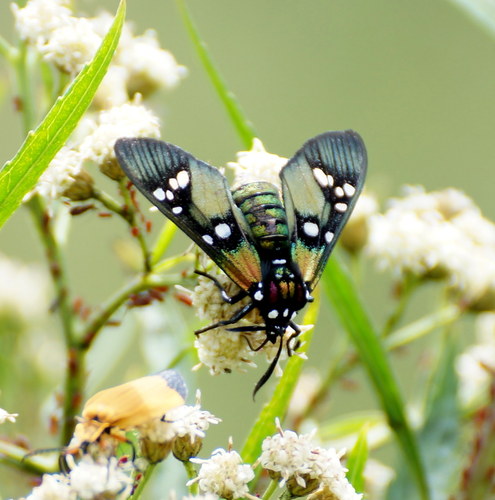 Princely Tiger Moth