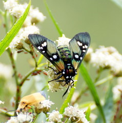 Chrysocale principalis