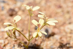 Pelargonium aridicola