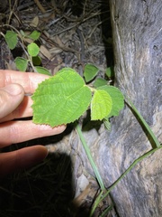 Grewia latifolia