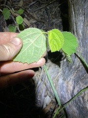 Grewia latifolia
