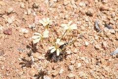 Pelargonium aridicola