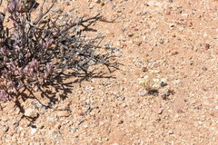 Pelargonium aridicola