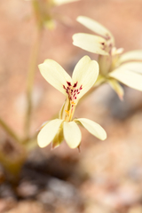 Pelargonium aridicola