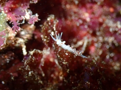 Cratena capensis