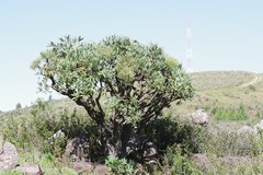 Cussonia paniculata
