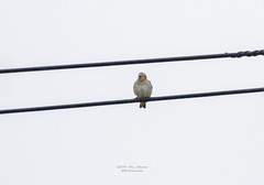 Agropsar philippensis