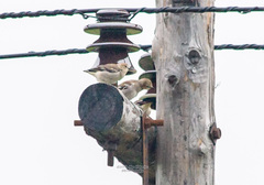 Agropsar philippensis