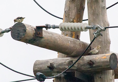 Agropsar philippensis