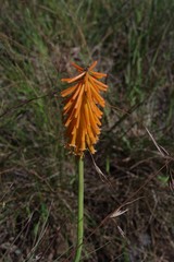 Kniphofia triangularis