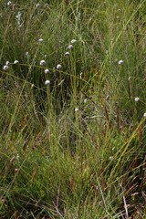 Eriocaulon dregei