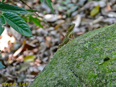 Diploderma polygonatum xanthostomum