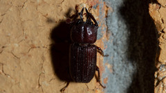 Syndesus cornutus