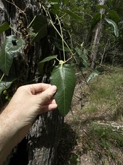 Parsonsia brisbanensis