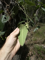 Parsonsia brisbanensis