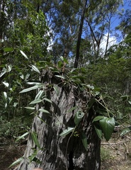 Parsonsia brisbanensis