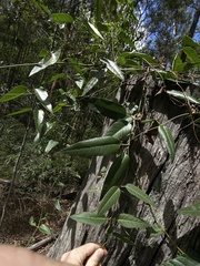 Parsonsia brisbanensis