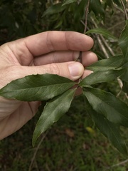 Denhamia celastroides