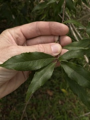 Denhamia celastroides