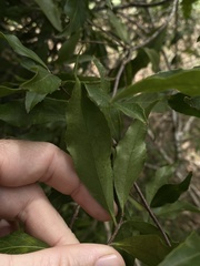 Denhamia celastroides