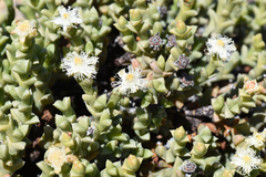 Schlechteranthus albiflorus