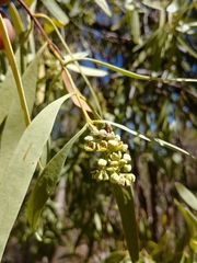 Santalum