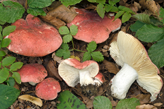 Russula rubra