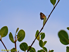 Horaga albimacula triumphalis