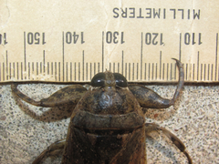 Lethocerus medius
