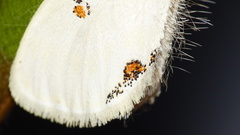 Euproctis haemodetes