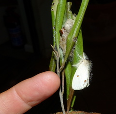 Euproctis haemodetes