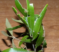 Euproctis haemodetes