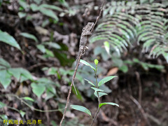 Diploderma polygonatum xanthostomum