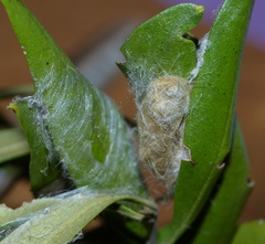 Euproctis haemodetes