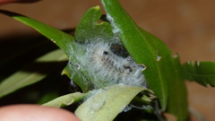 Euproctis haemodetes