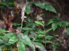 Diploderma polygonatum xanthostomum
