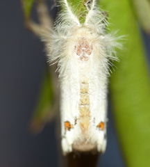 Euproctis haemodetes